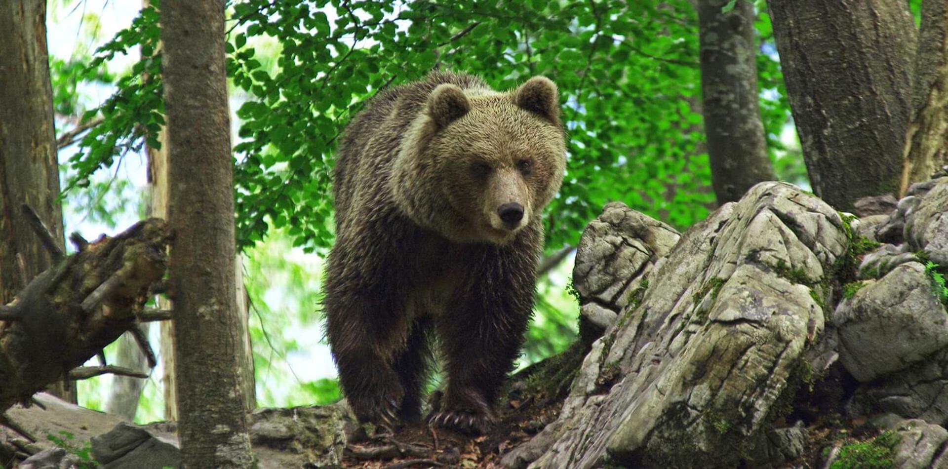 Cherry House - Cosy House - Ideal For Bear Watching, In The Neighborhood Of The Medieval Sneznik Castle Stari Trg pri Lozu Luaran gambar